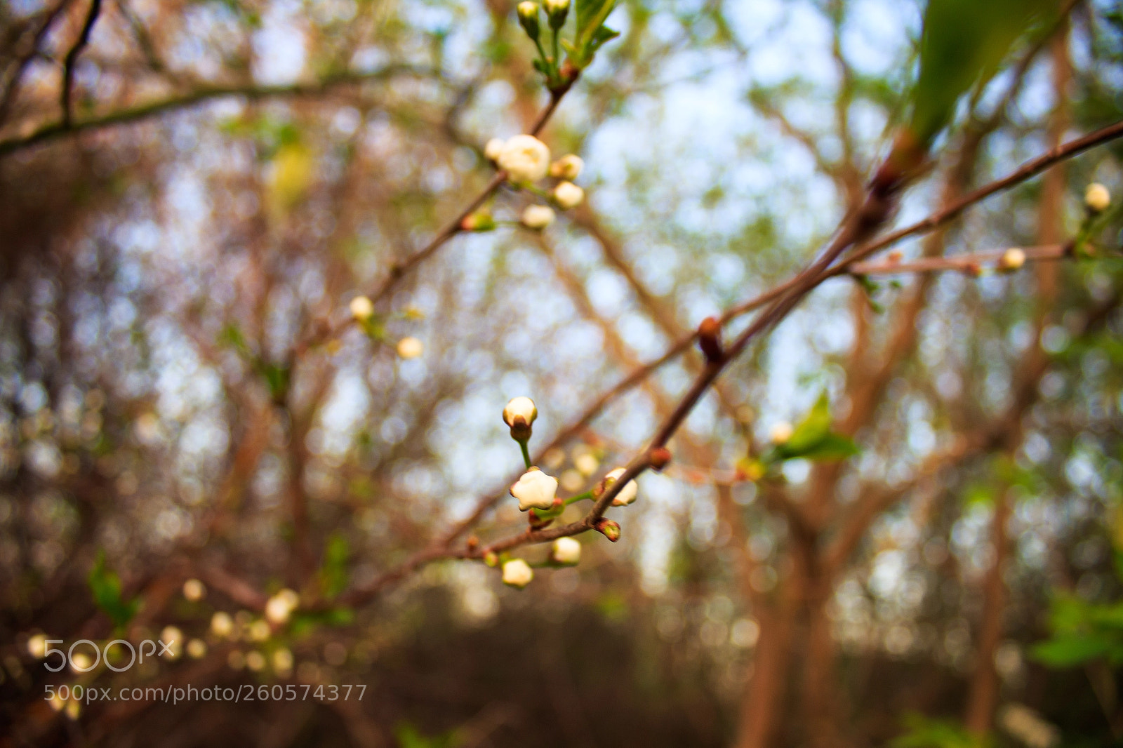 Canon EOS 1300D (EOS Rebel T6 / EOS Kiss X80) sample photo. Branches photography