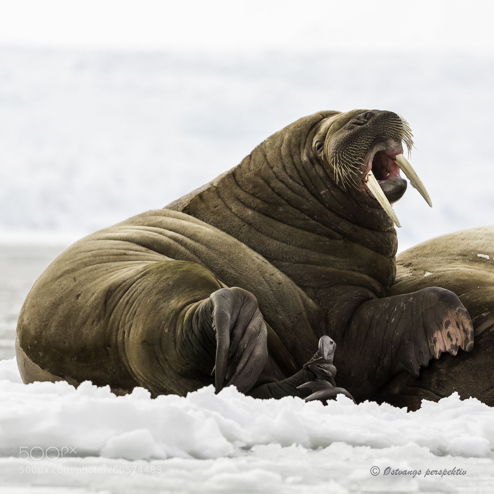Canon EOS-1D X sample photo. Artic wildlife ,roaring walr photography