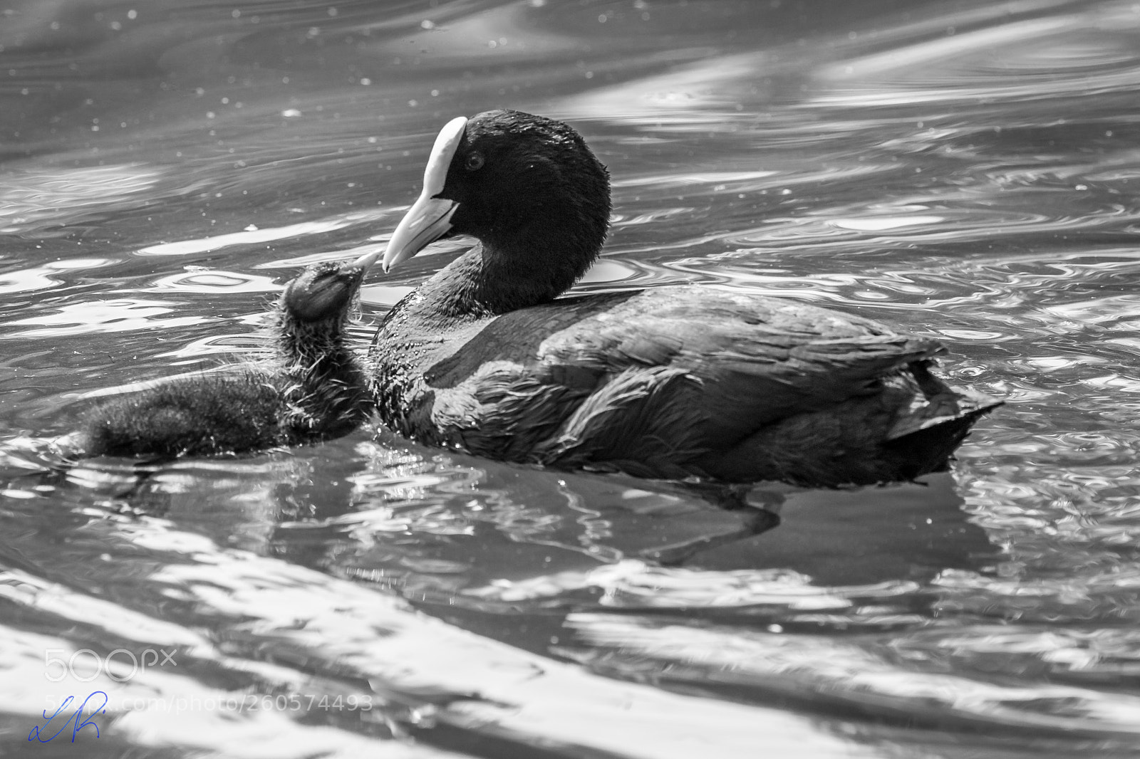 Canon EOS 6D sample photo. Feeding photography