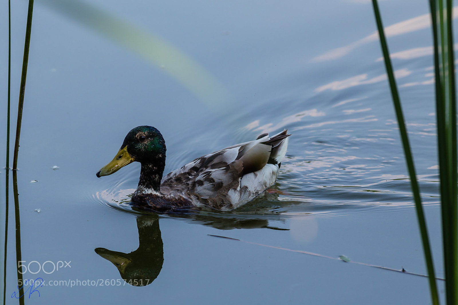 Canon EOS 6D sample photo. Mallard photography