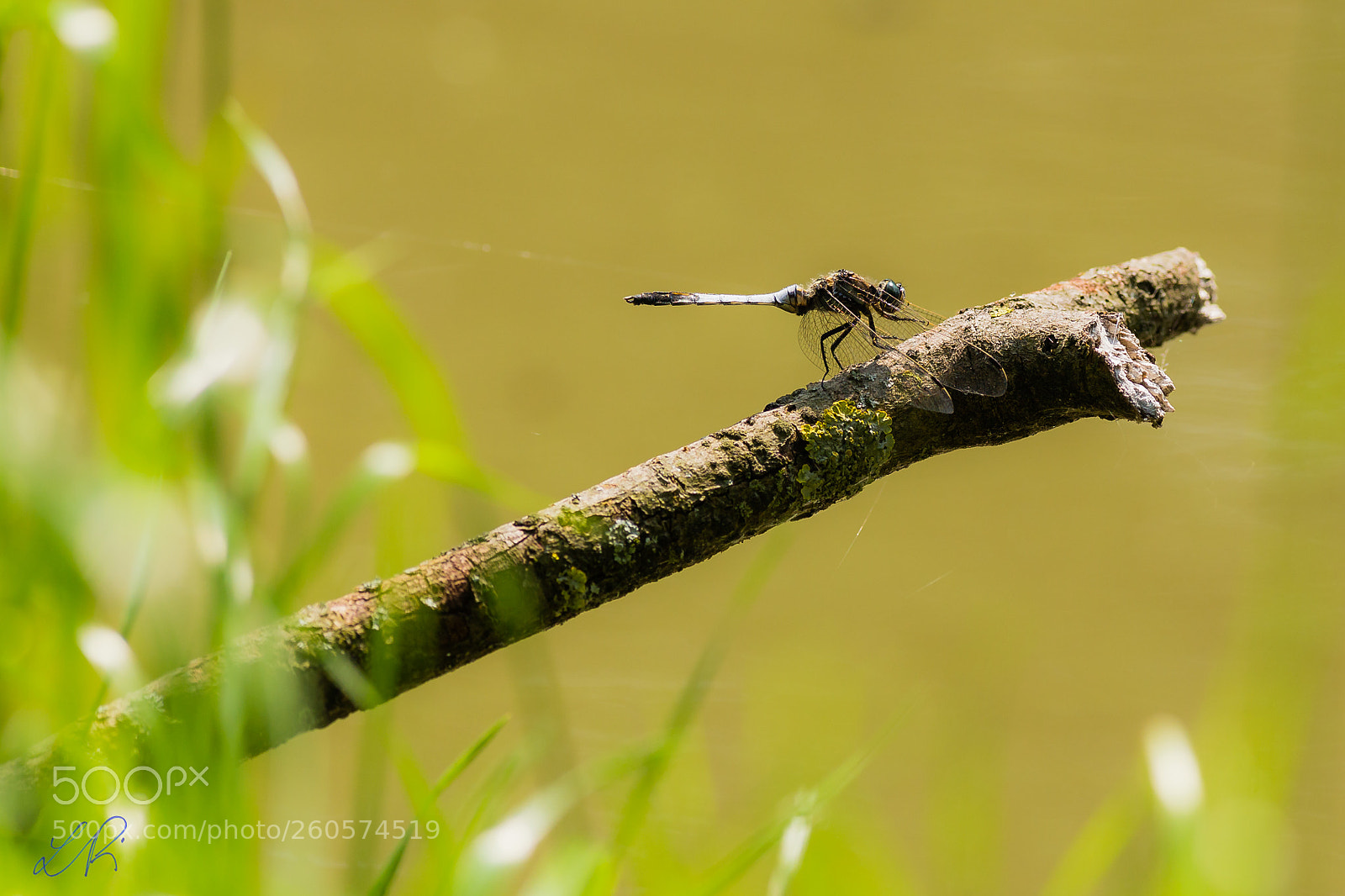 Canon EOS 6D sample photo. Dragonfly photography