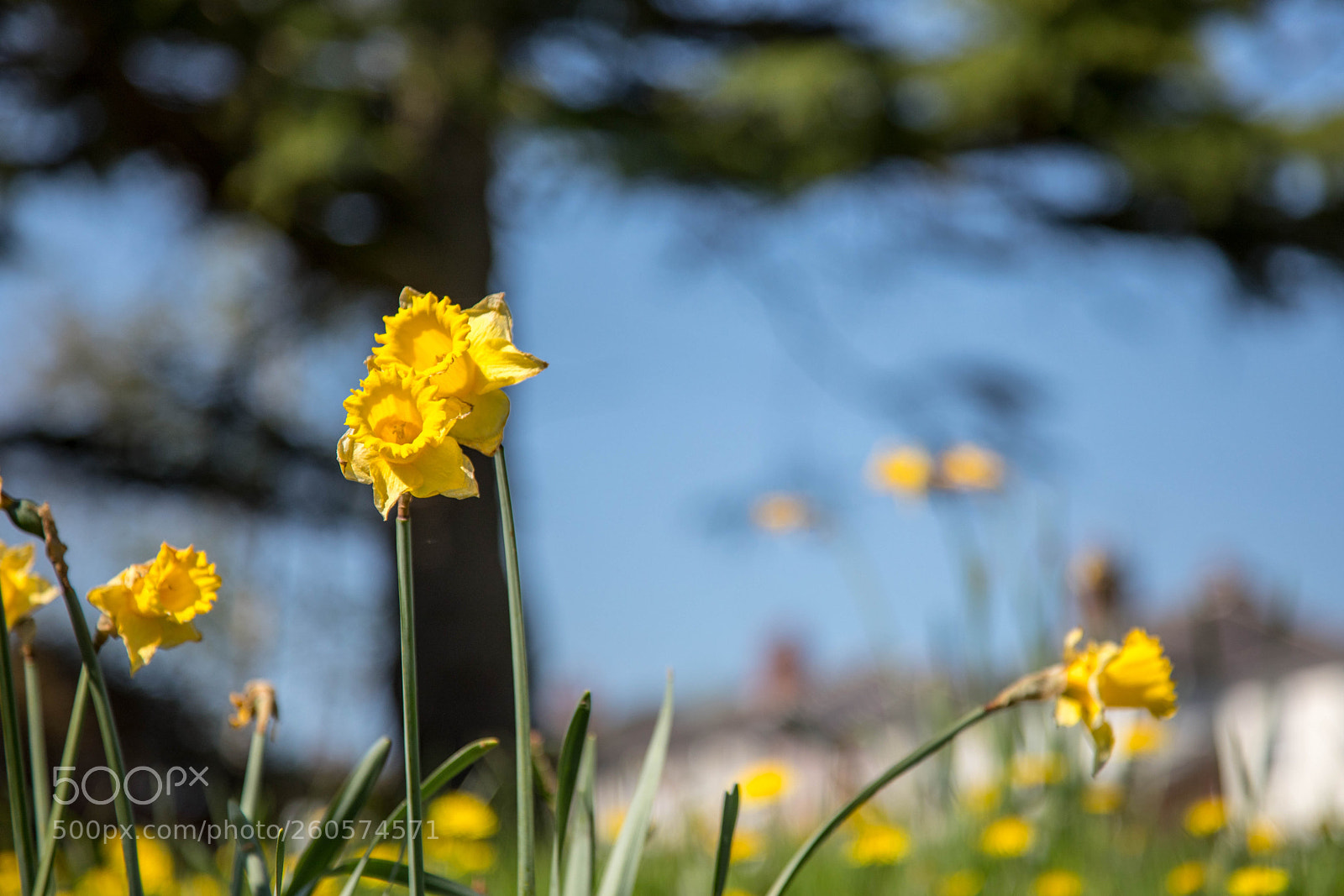 Canon EOS 5D Mark IV sample photo. Kissing flowers photography