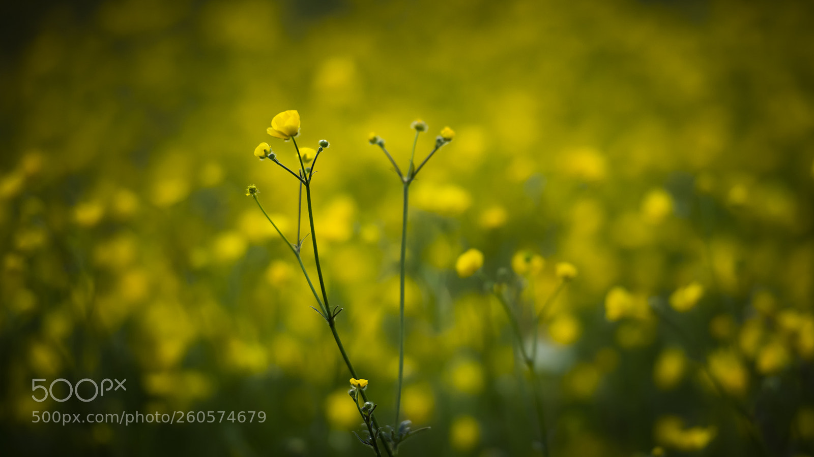 Nikon D810 sample photo. Mellow yellow photography