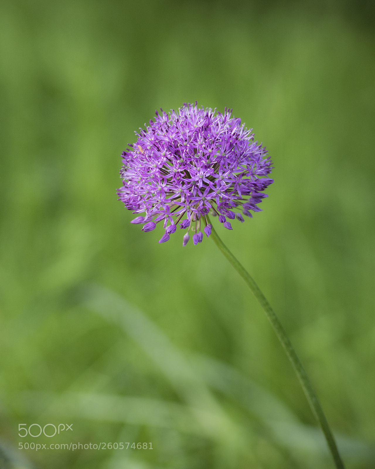 Nikon D810 sample photo. Ornamental onion photography