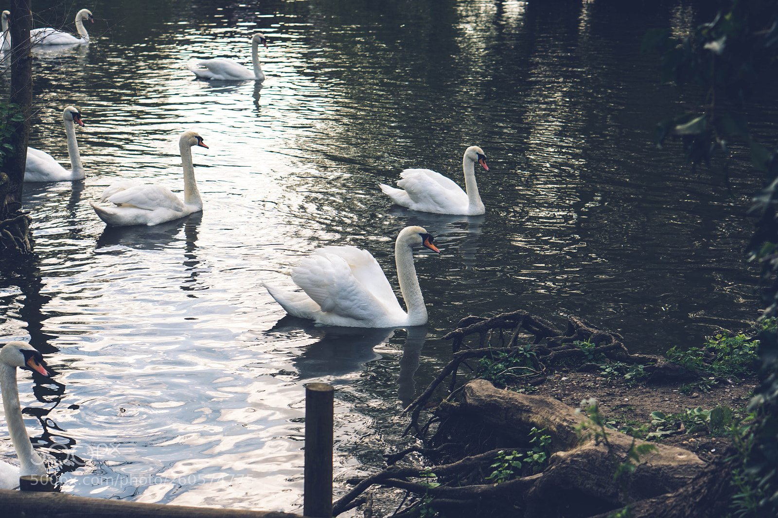 Sony a6500 sample photo. Swans photography