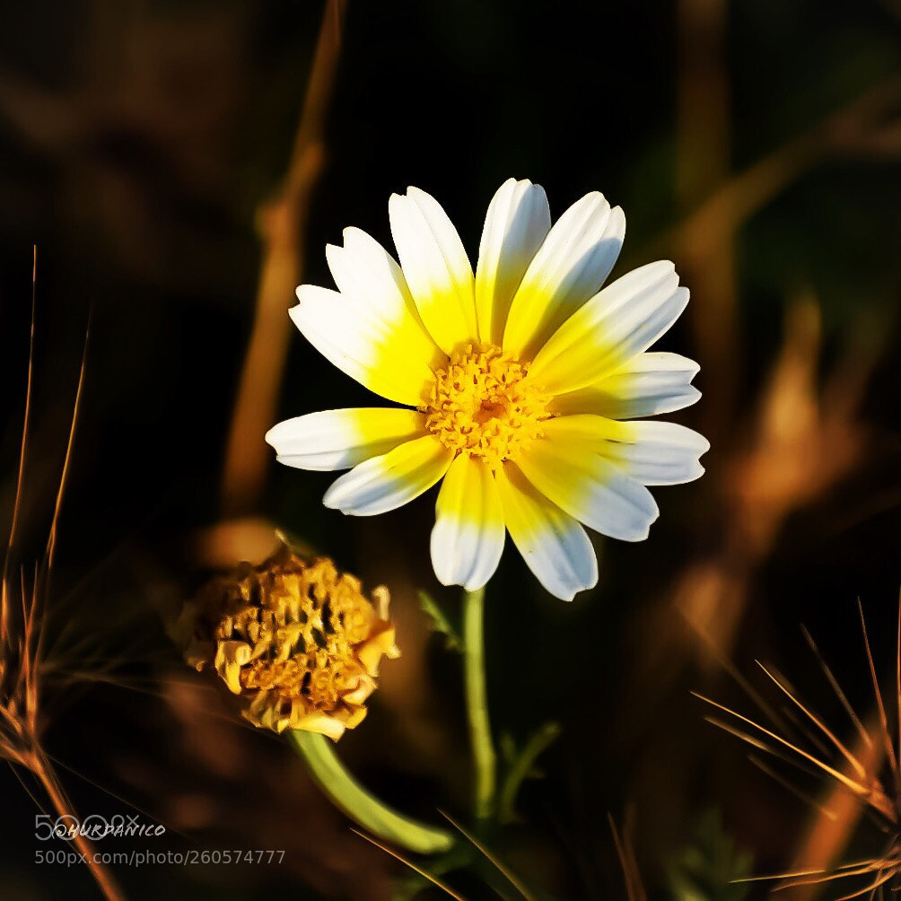 Nikon D5300 sample photo. Sunshine! photography