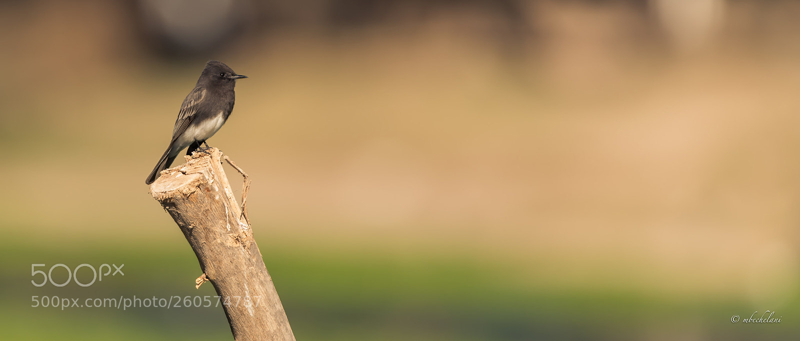 Nikon D810 sample photo. Mbs photography