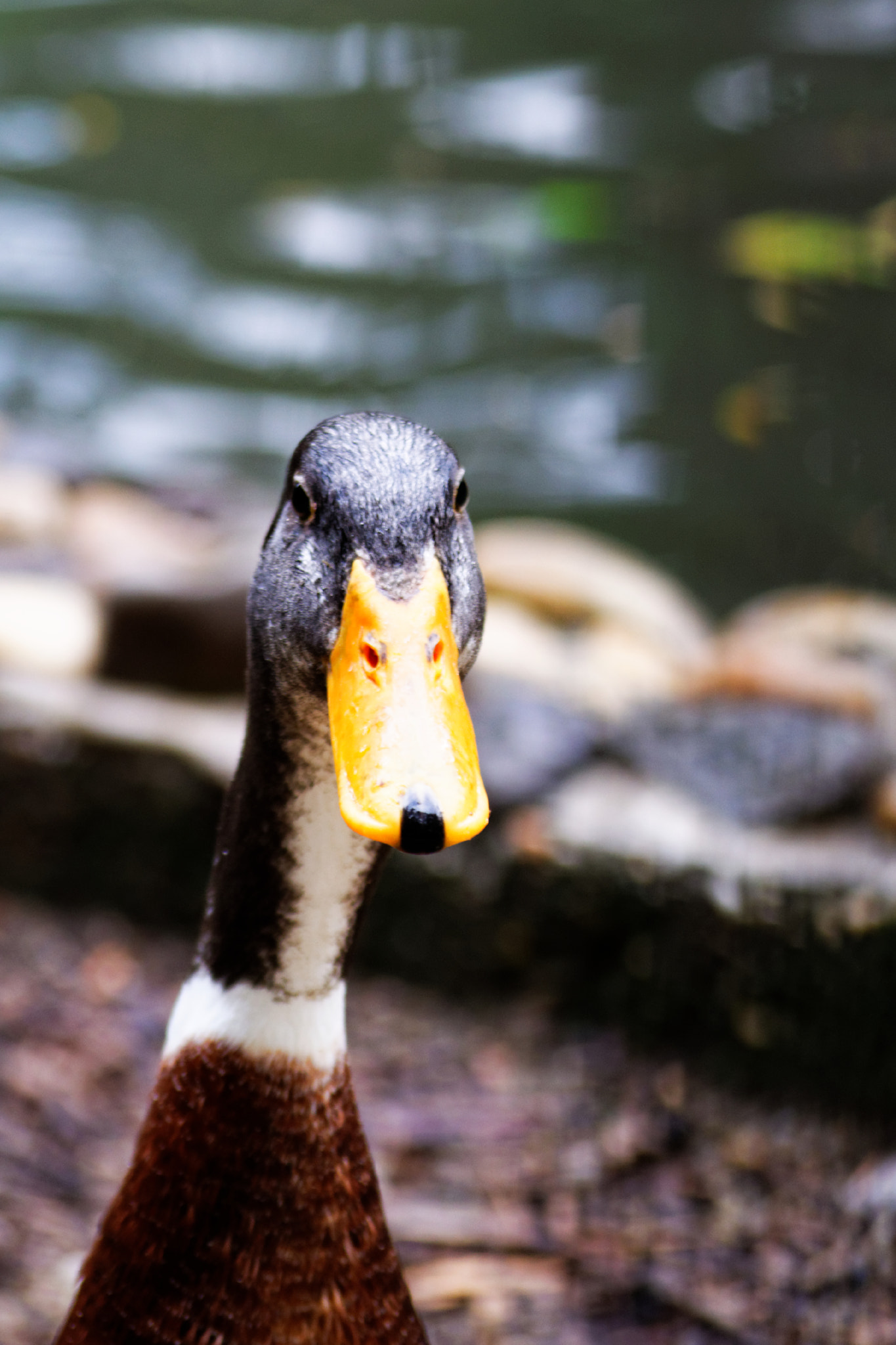 Nikon D5300 sample photo. Business photo- the duck photography