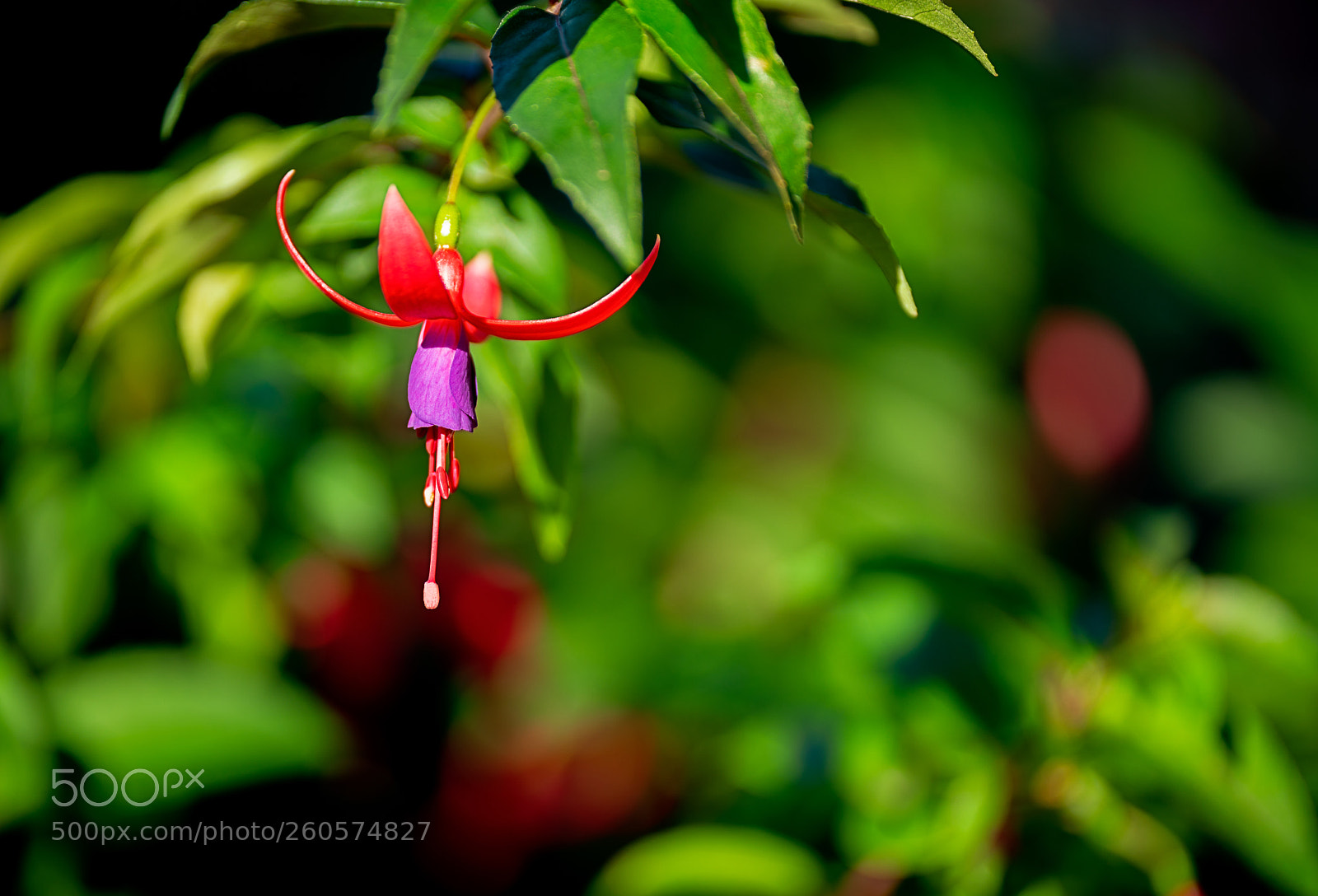Sony a7R III sample photo. Fuchsia x hybrida photography