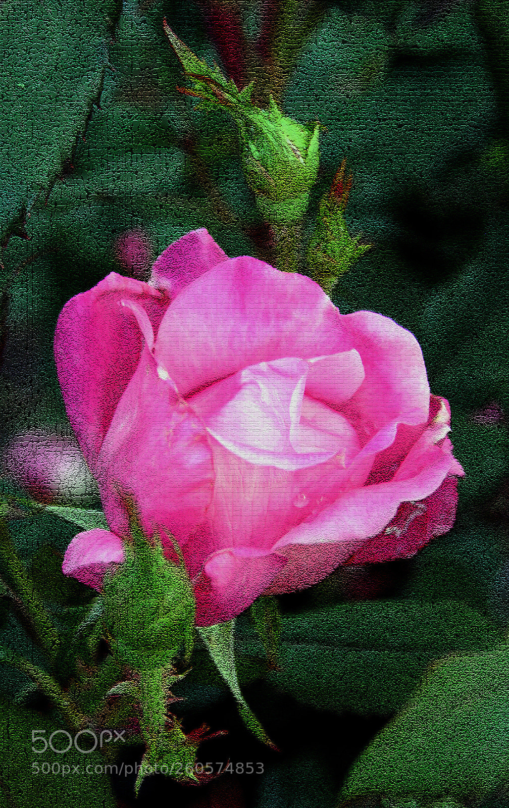 Canon EOS 400D (EOS Digital Rebel XTi / EOS Kiss Digital X) sample photo. Painted rose photography