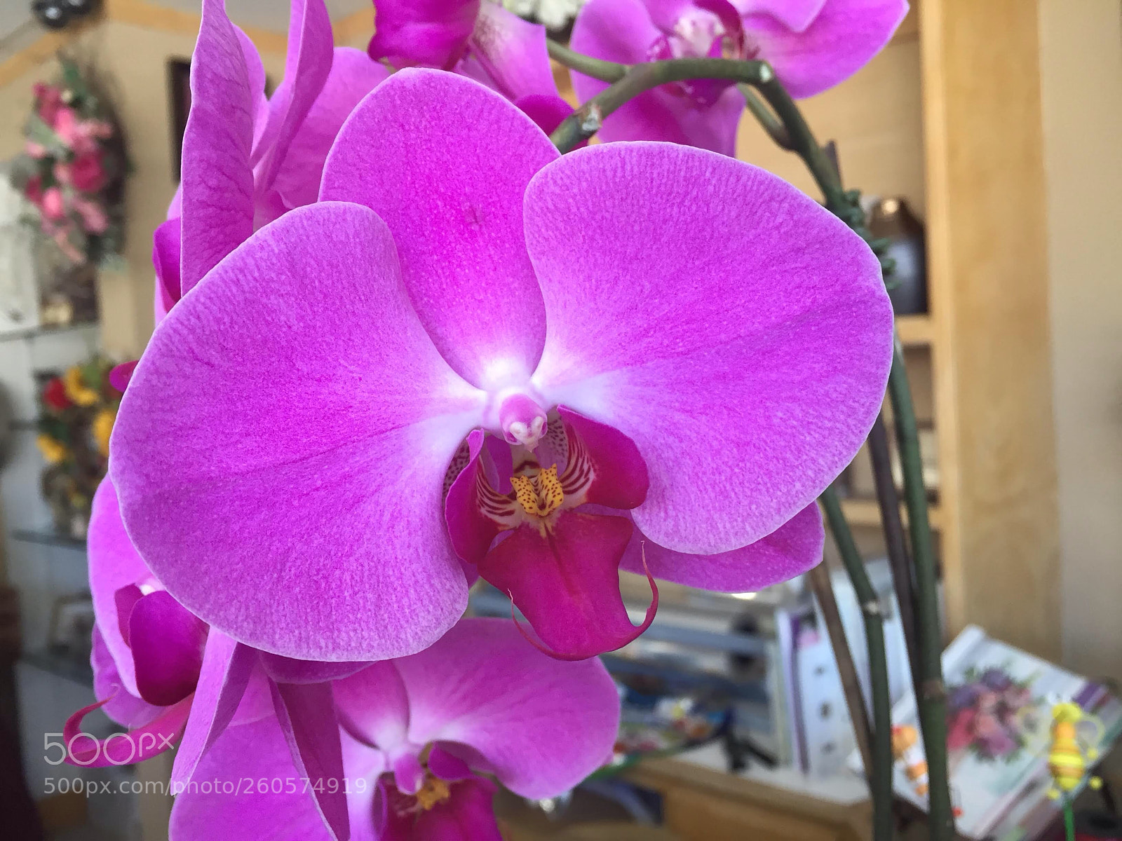 Apple iPhone 6 sample photo. Orchids  photography