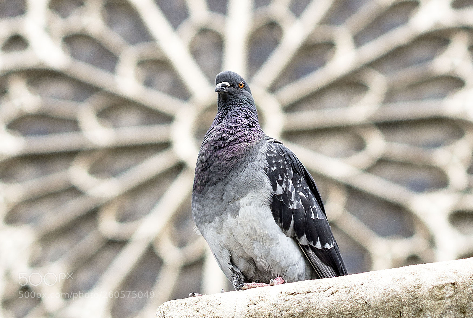 Nikon D610 sample photo. Pigeon notre=dame paris photography