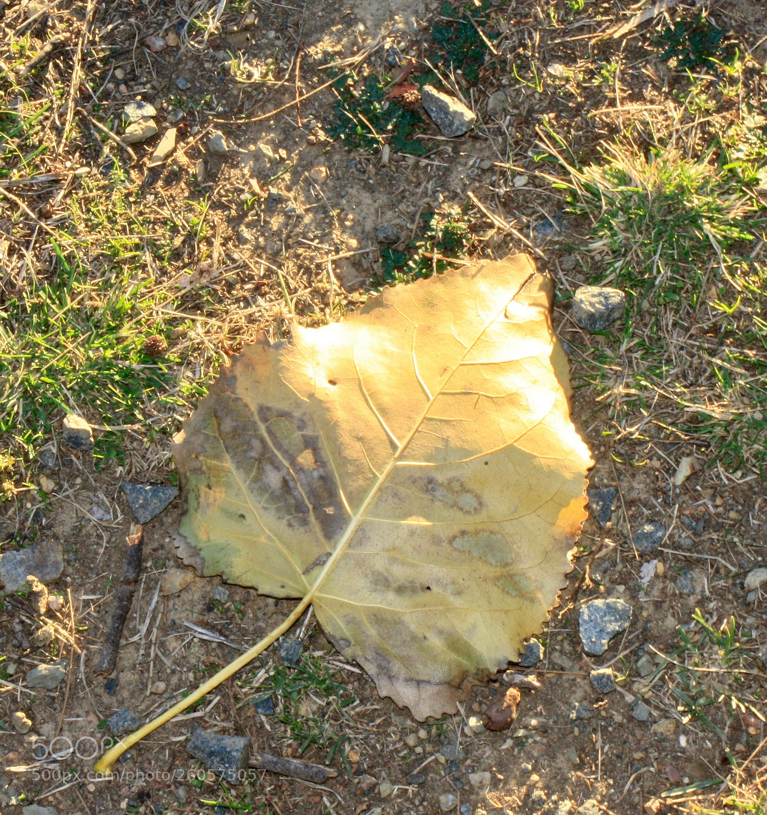 Canon EOS 1000D (EOS Digital Rebel XS / EOS Kiss F) sample photo. Thats north  photography