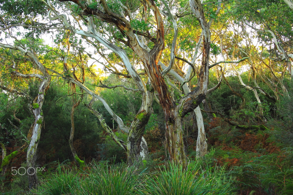 Canon EOS 60D sample photo. Peggs creek gums photography