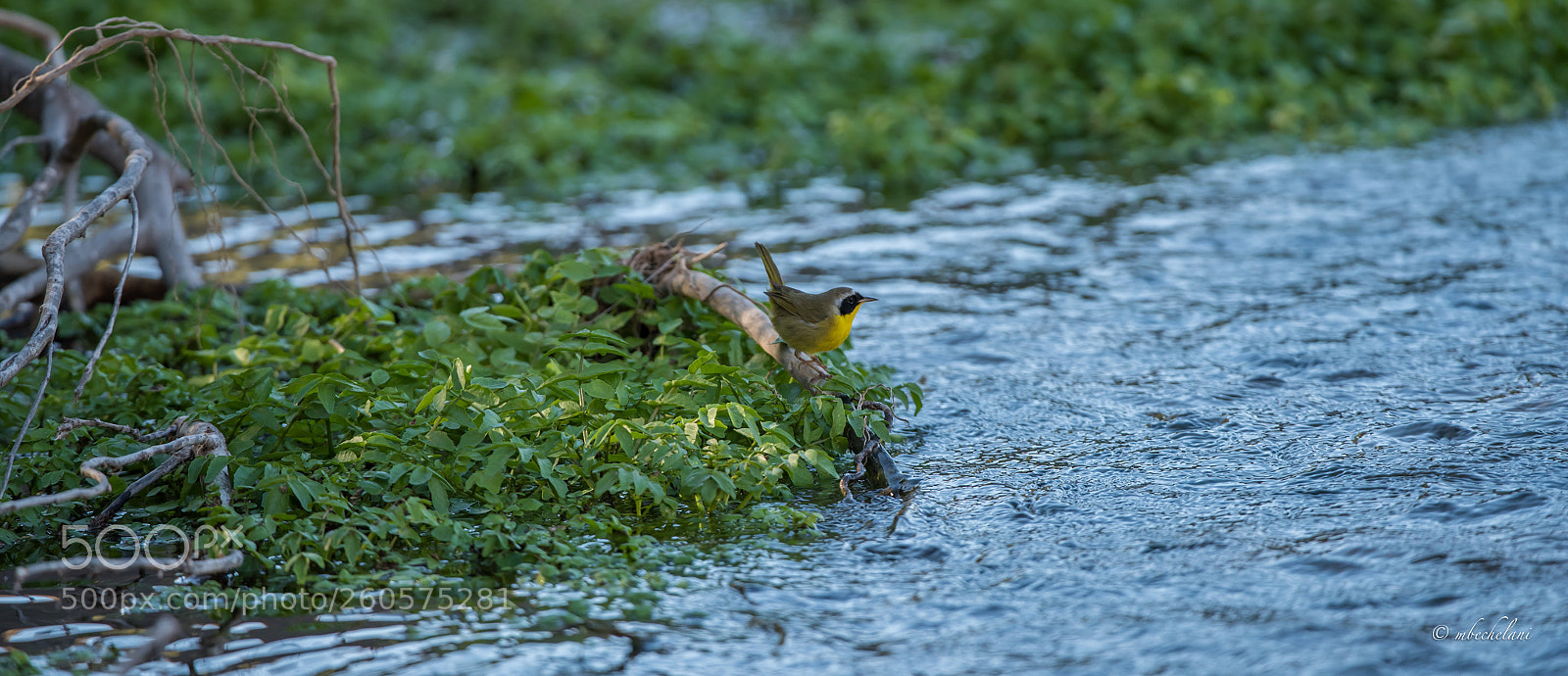 Nikon D810 sample photo. Mbs photography