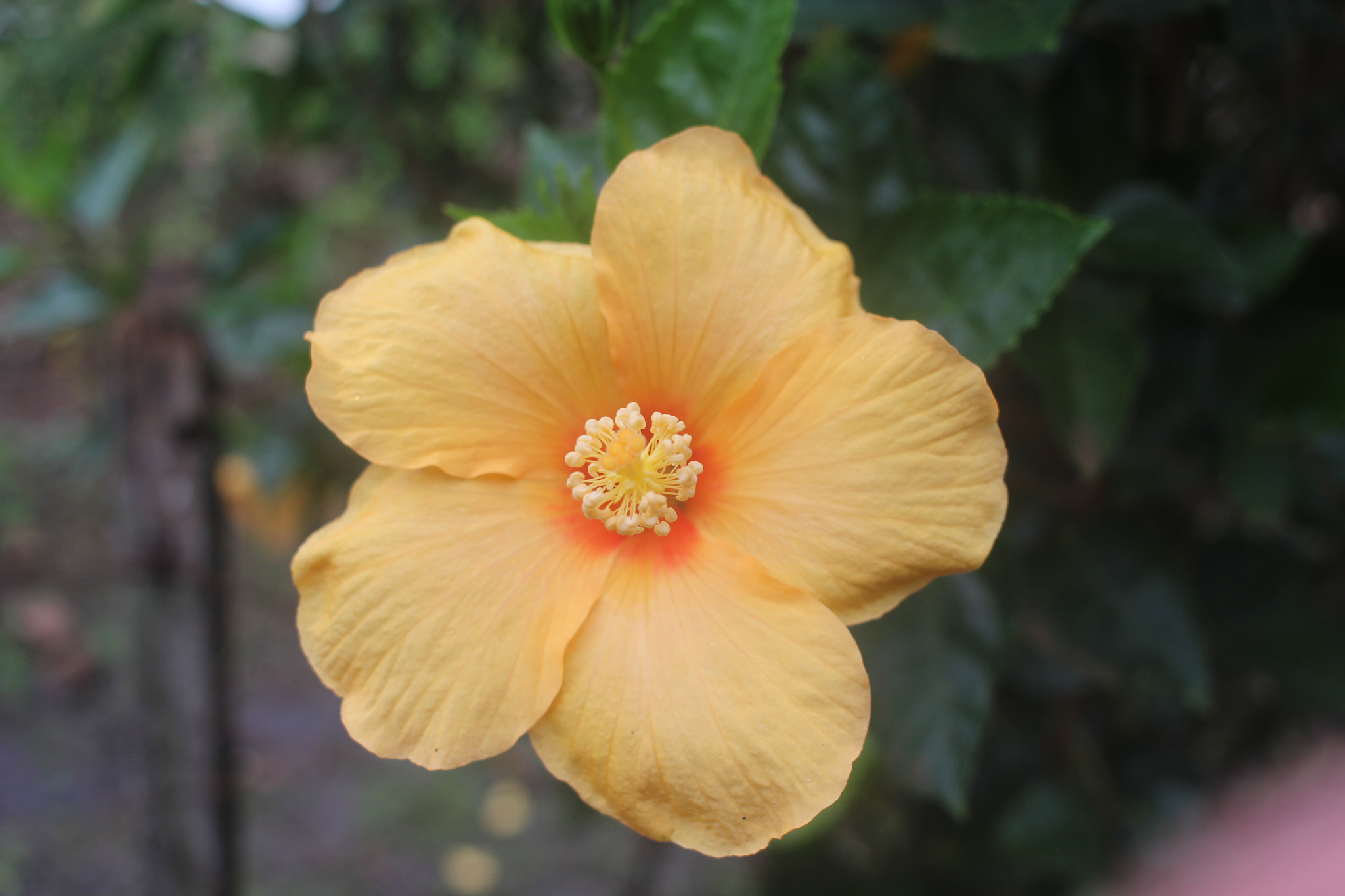 Canon EF-S 24mm F2.8 STM sample photo