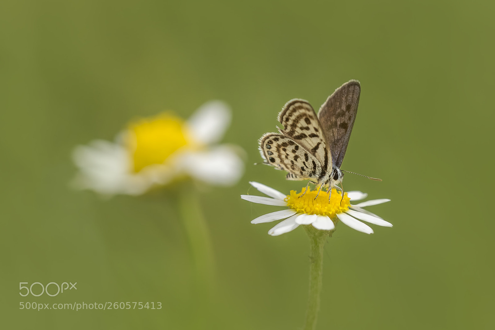 Nikon D810 sample photo. Tarucus balkanicus photography