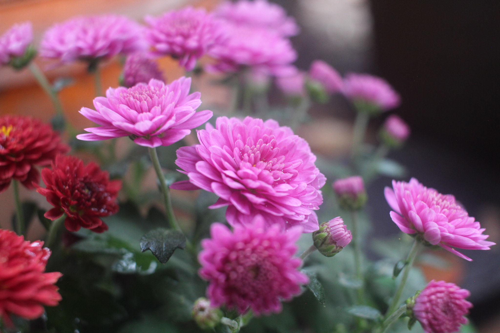 Canon EF-S 24mm F2.8 STM sample photo