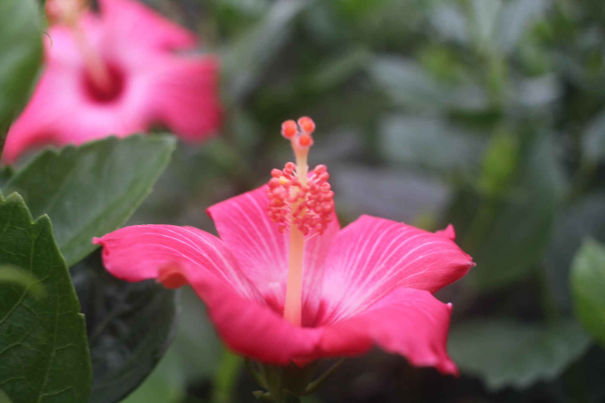 Canon EF-S 24mm F2.8 STM sample photo