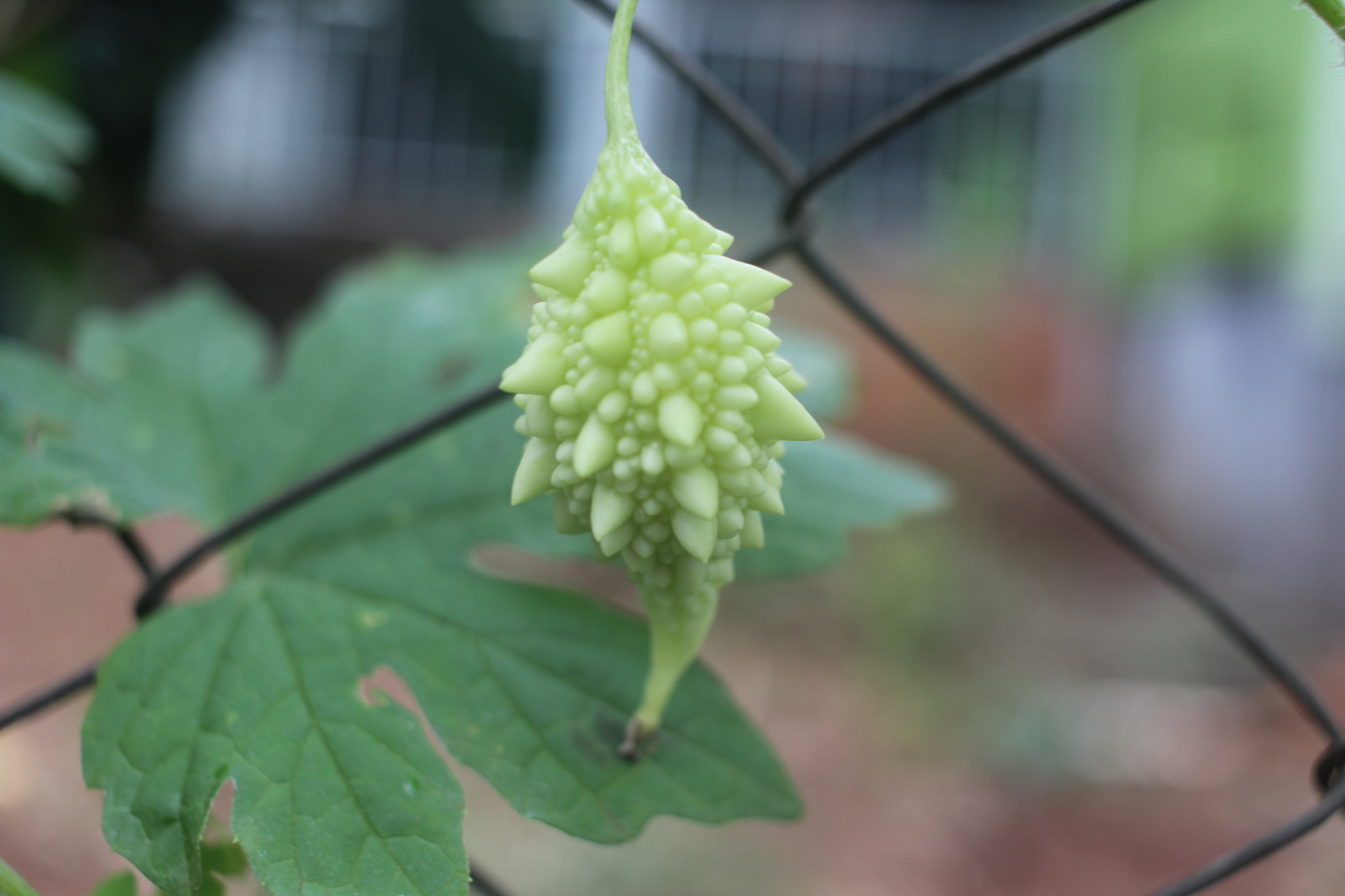 Canon EF-S 24mm F2.8 STM sample photo