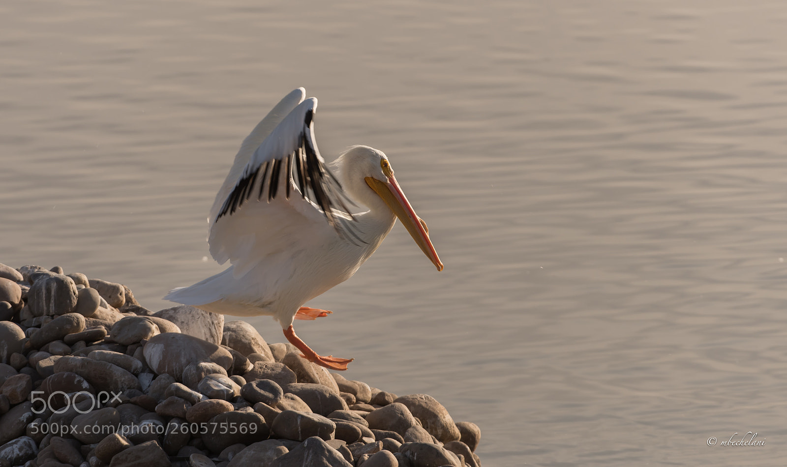 Nikon D810 sample photo. Mbs photography