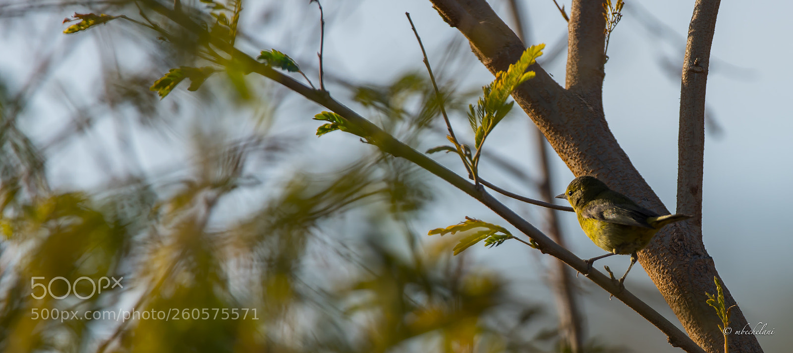 Nikon D810 sample photo. Mbs photography