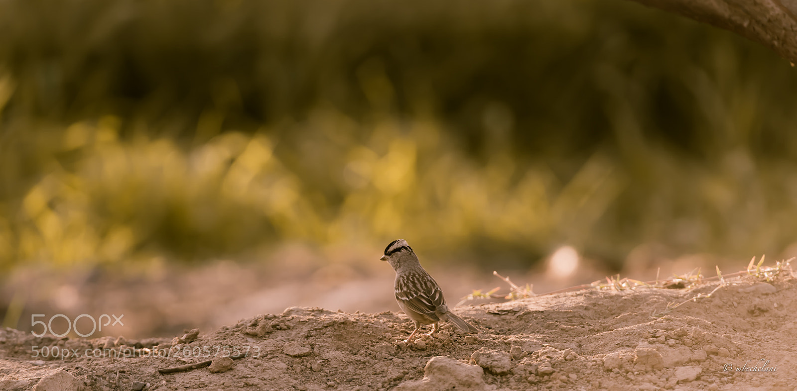 Nikon D810 sample photo. Mbs photography