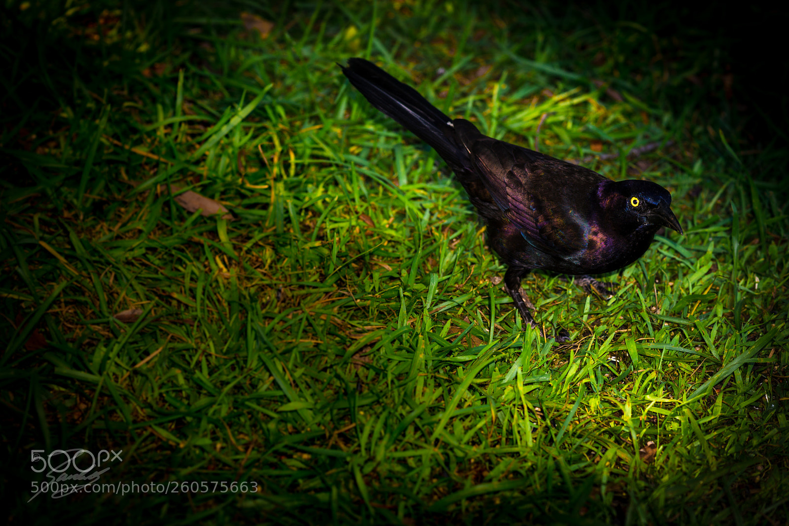 Sony a6000 sample photo. Black wild photography