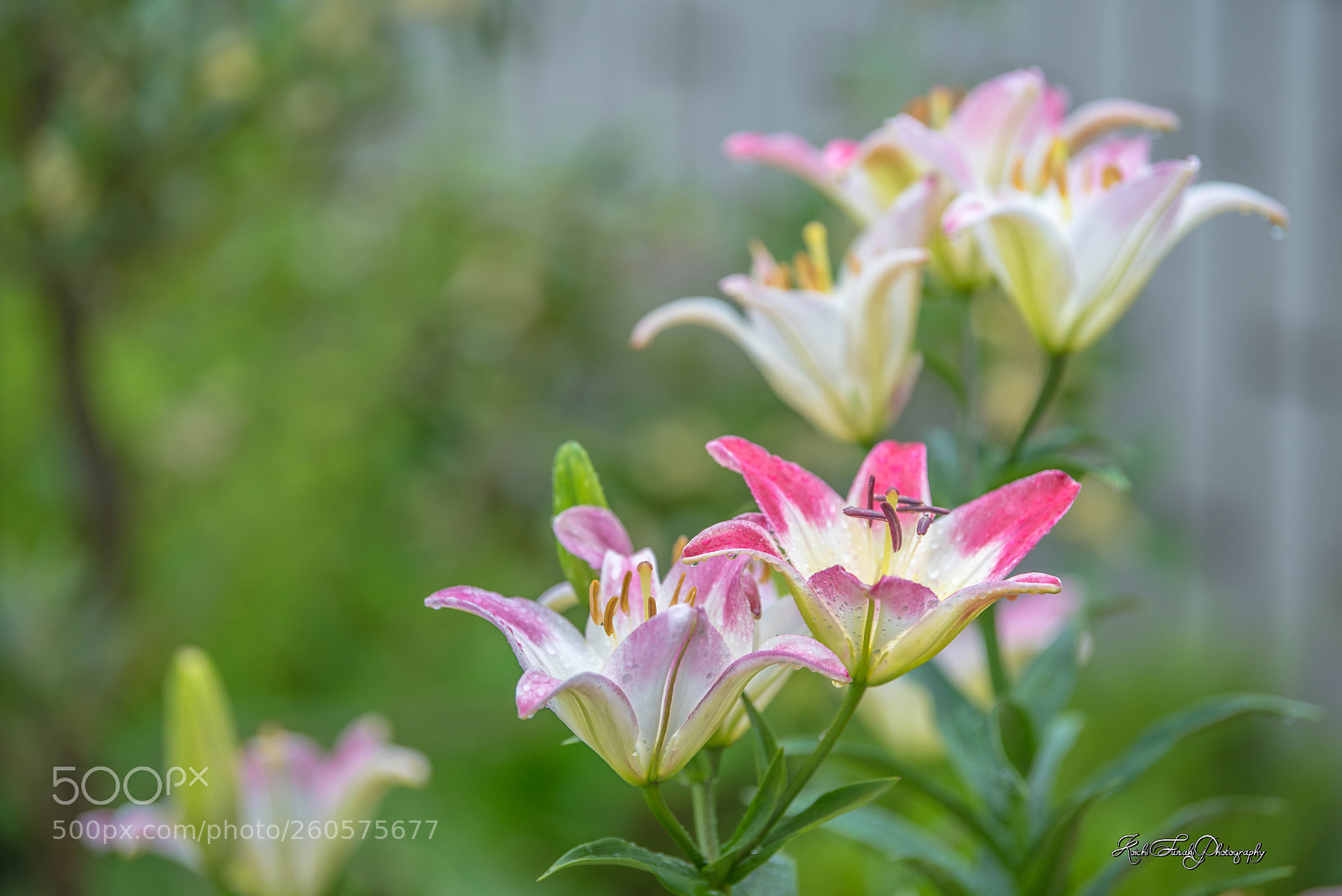 Nikon D810 sample photo. Lily after sprinkling water photography