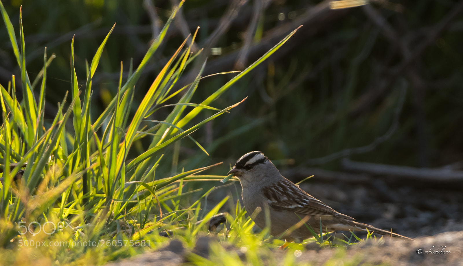 Nikon D810 sample photo. Mbs photography