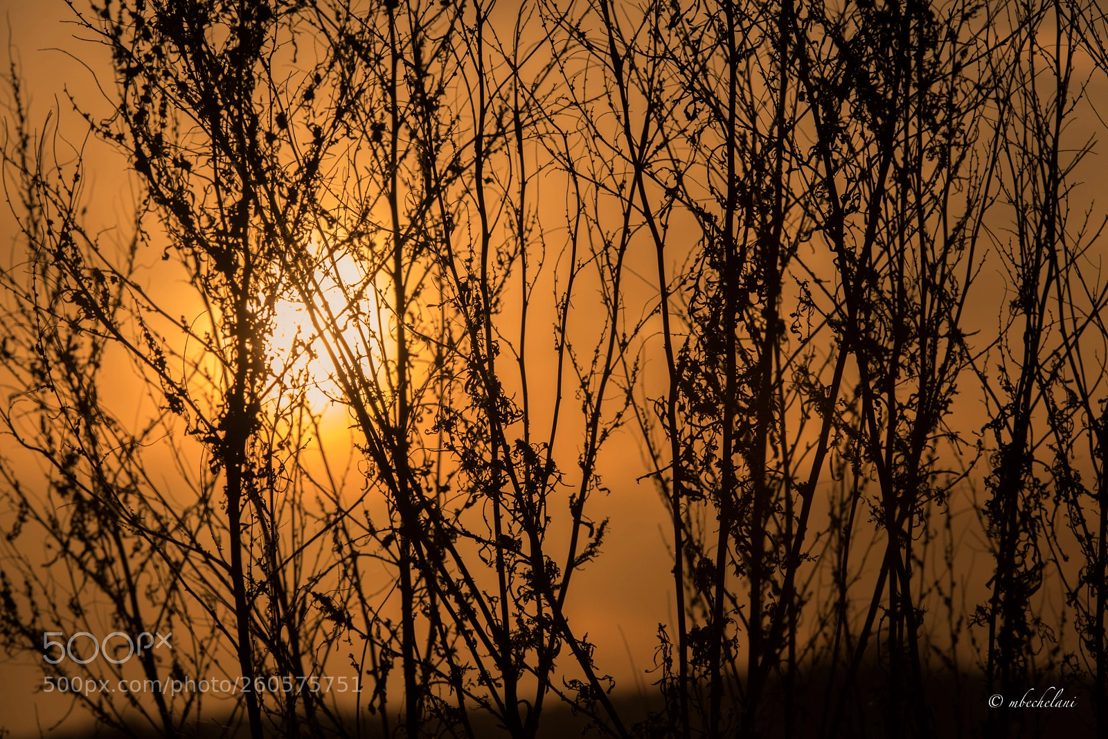Nikon D810 sample photo. Mbs photography
