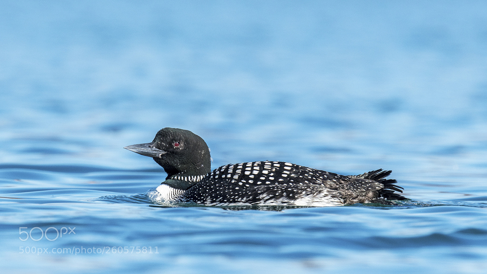 Nikon D850 sample photo. Common loon photography