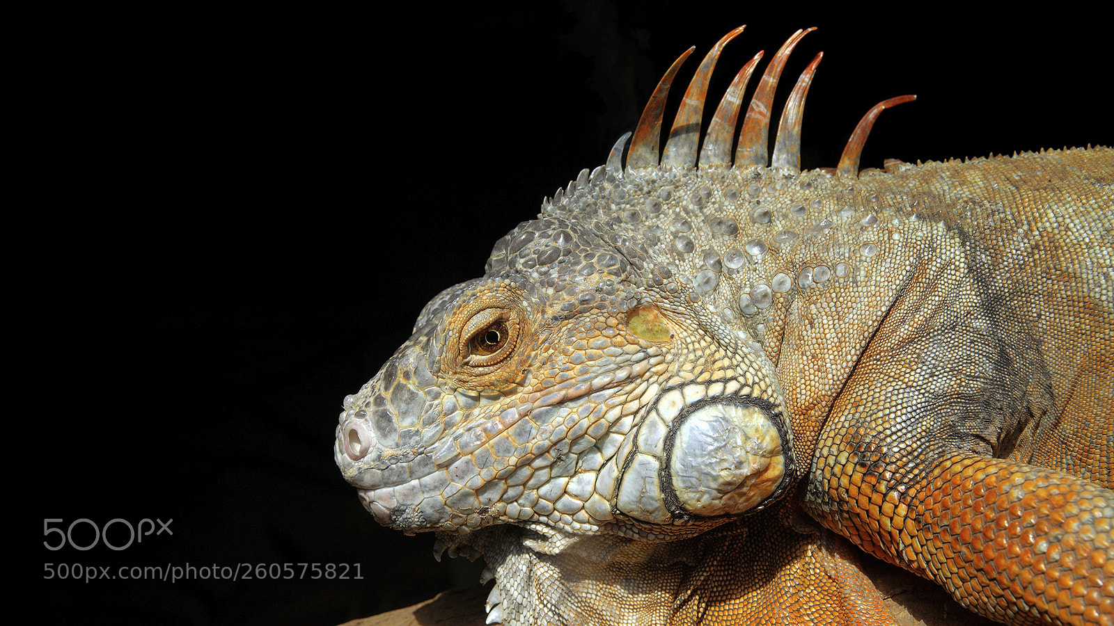 Canon EOS 5D Mark II sample photo. Echse, lizard photography