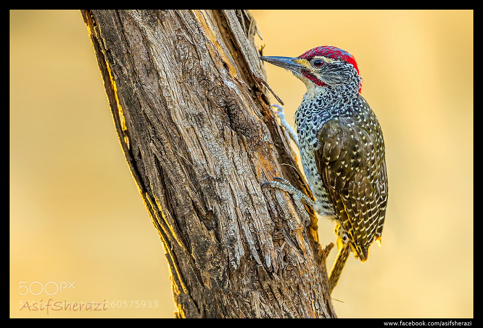 Nikon D5 sample photo. Beauty of the nature photography