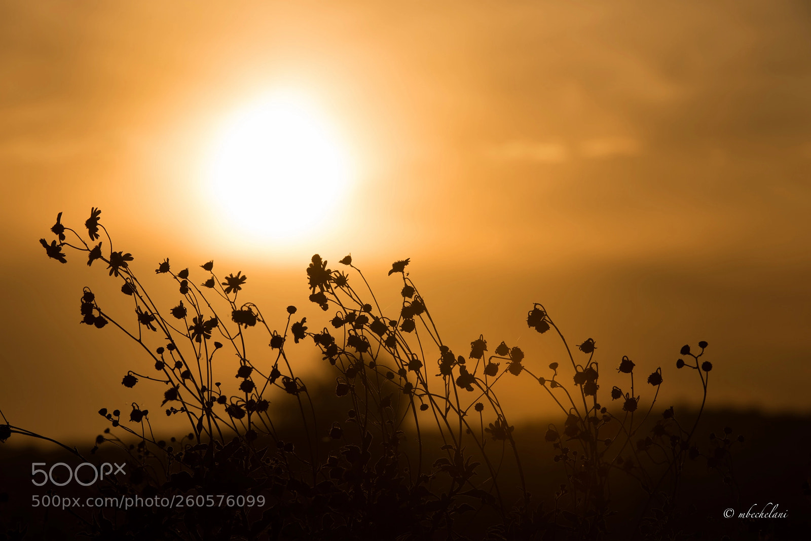 Nikon D810 sample photo. Mbs photography