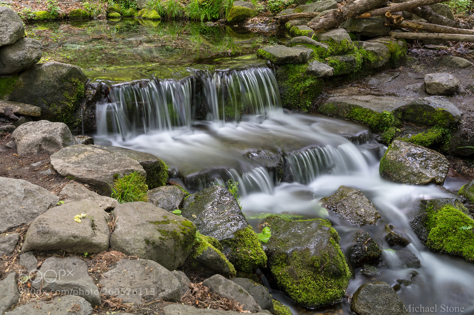 Nikon D500 sample photo. Fern spring photography