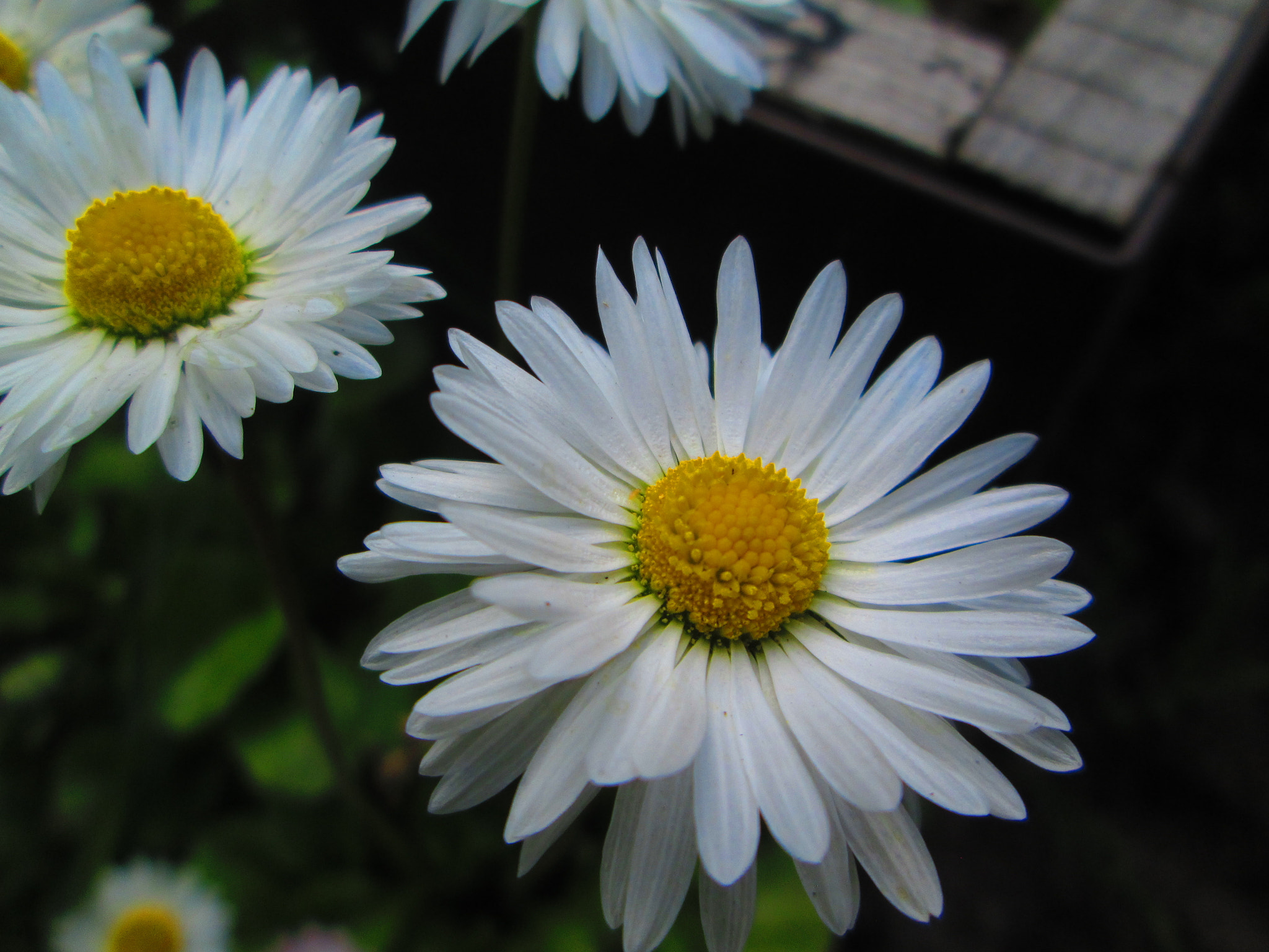 Canon PowerShot A1300 sample photo. Marigold photography