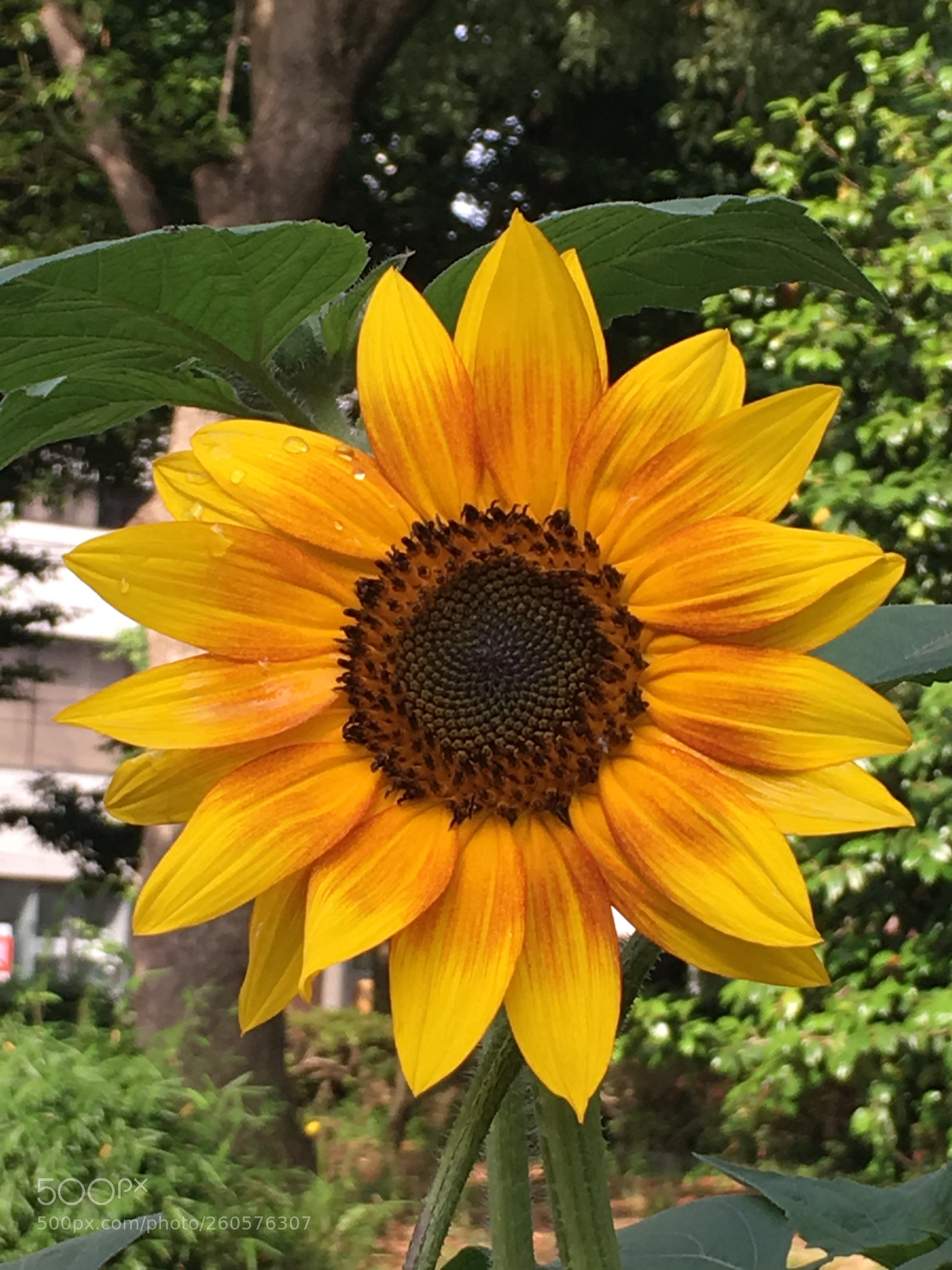 Apple iPhone 6s Plus sample photo. Summer2018 flowers photography
