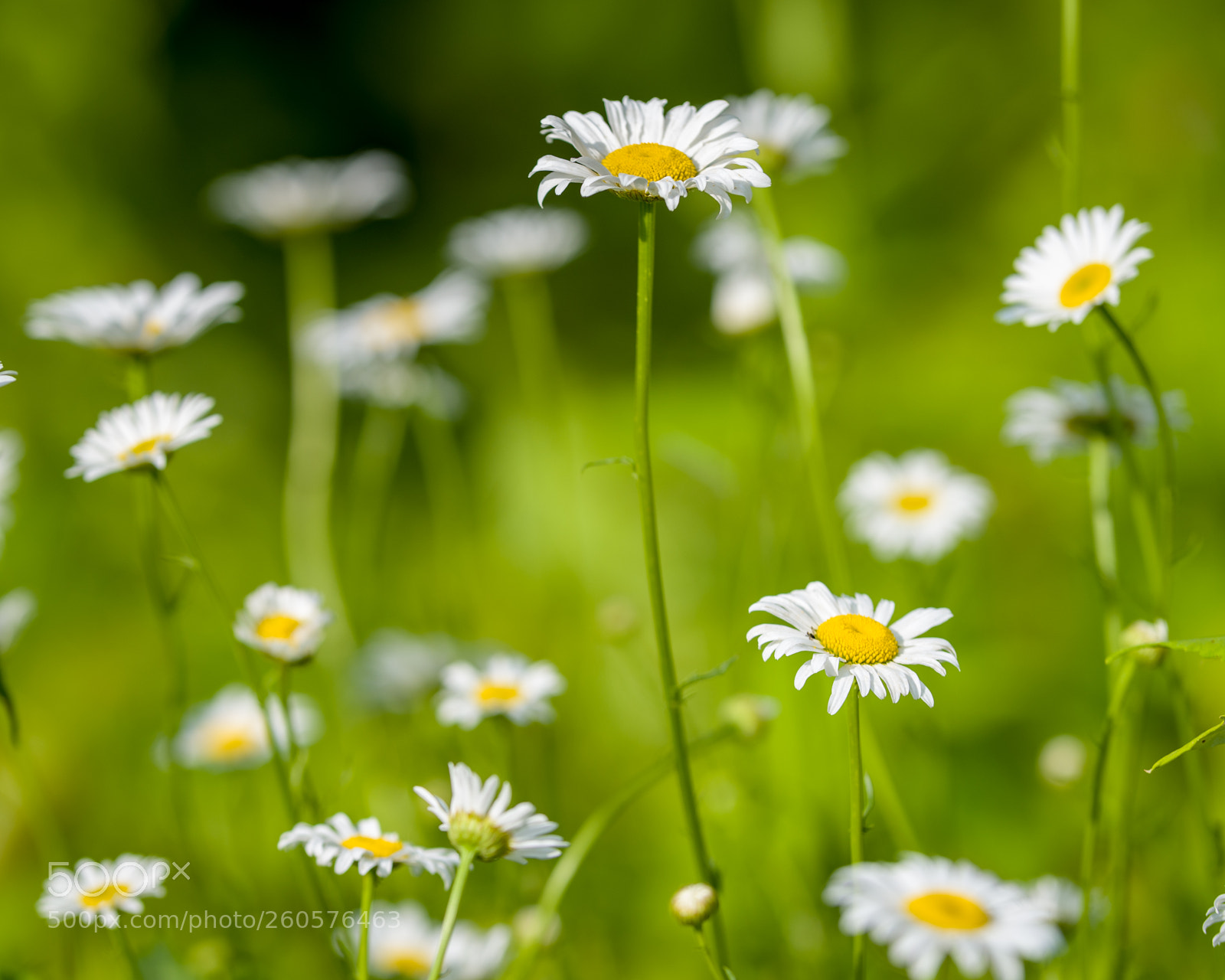 Nikon D500 sample photo. Dandelions photography