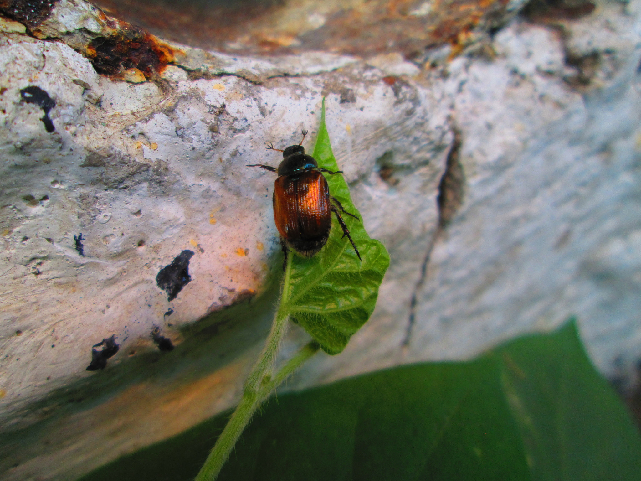 Canon PowerShot A1300 sample photo. Beetle photography