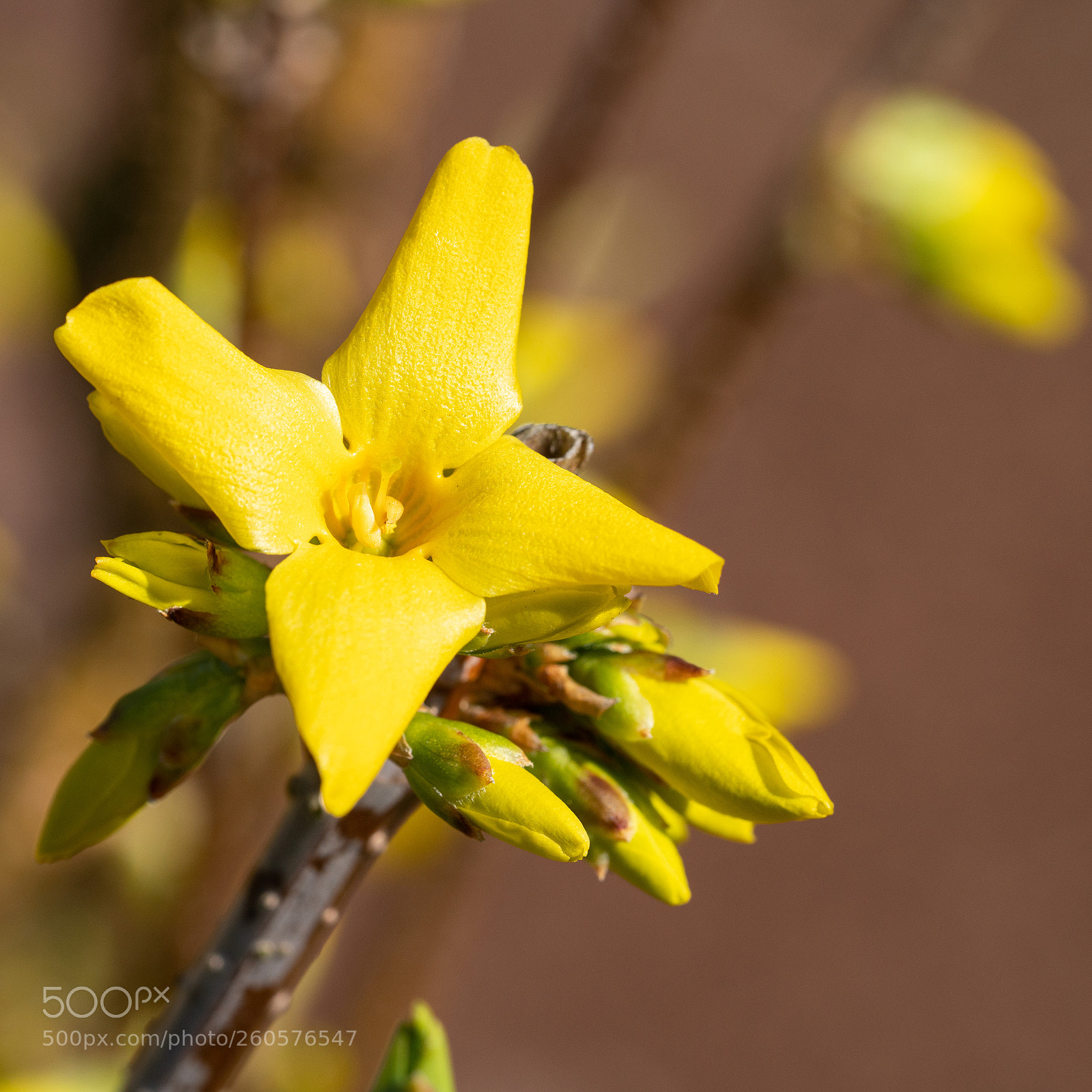 Sony a7R II sample photo. Forsythia, forsythia × intermedia photography
