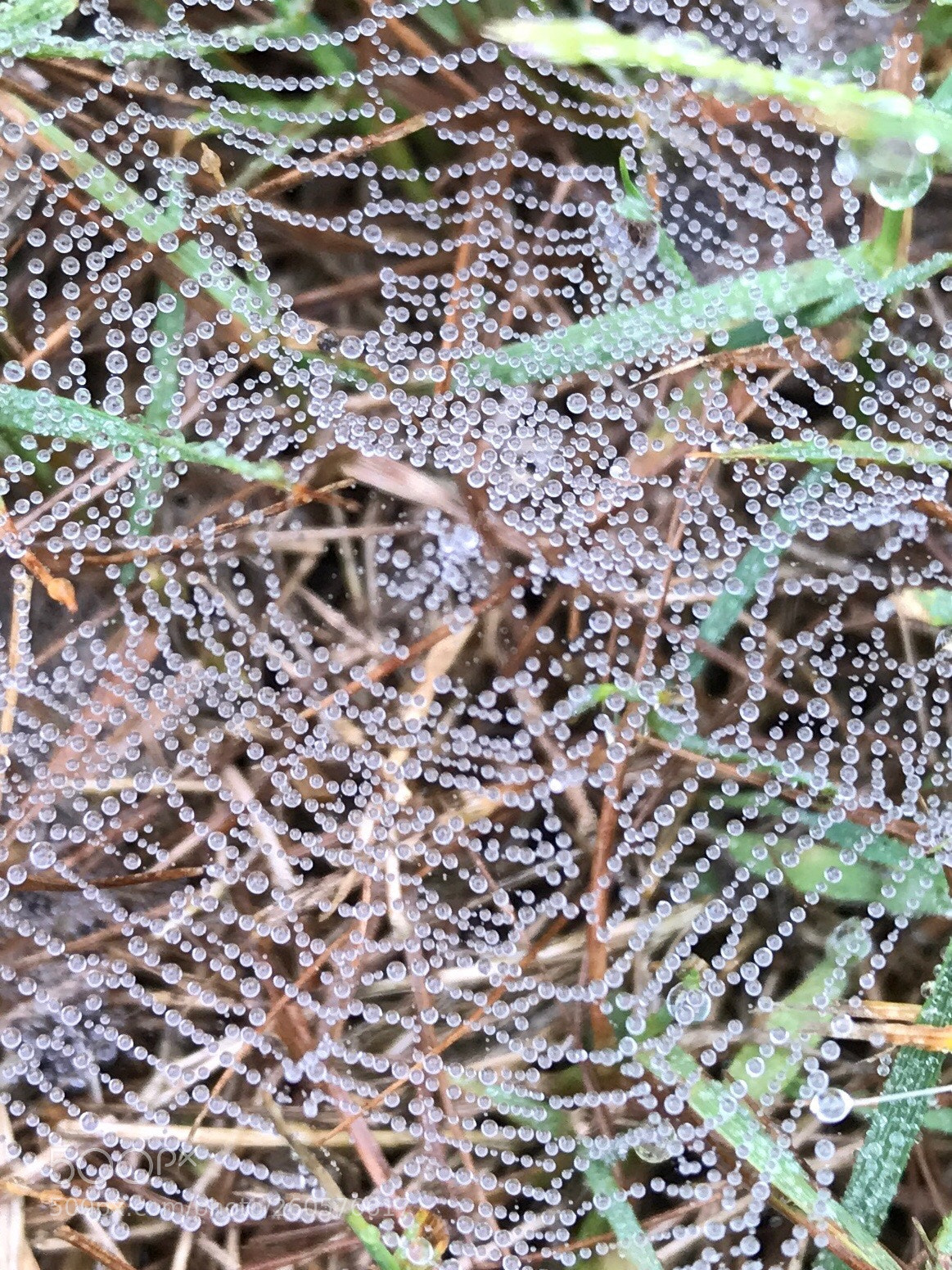 Apple iPhone 7 Plus sample photo. Just a couple drops photography
