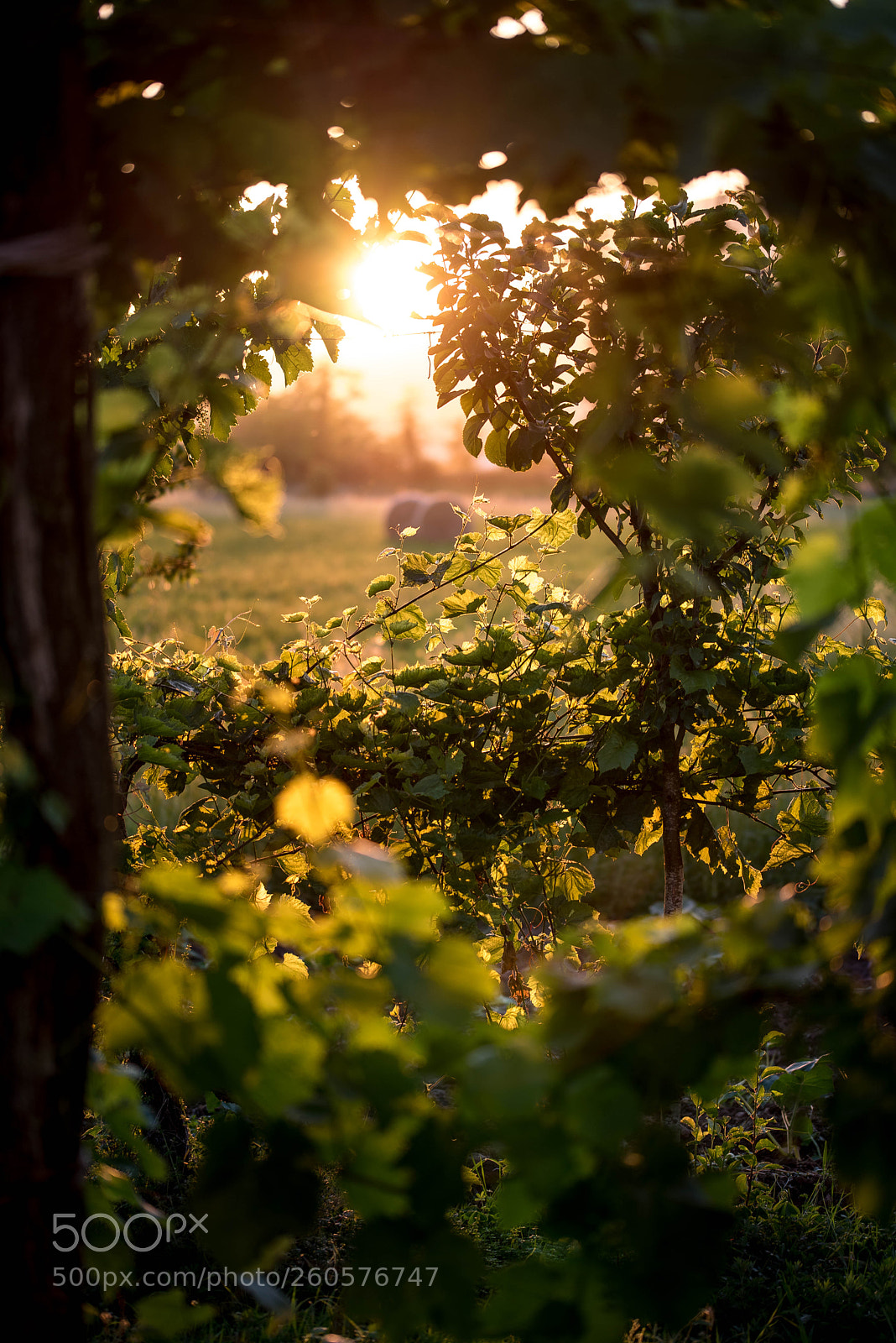 Nikon D750 sample photo. Vineyard view photography