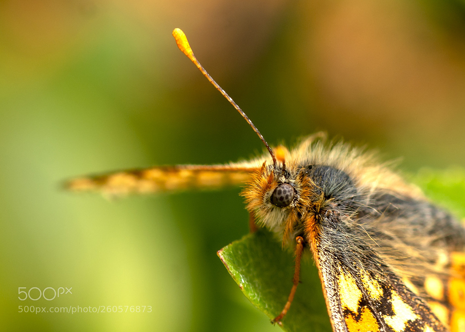 Nikon D7100 sample photo. Marsh fritillary photography