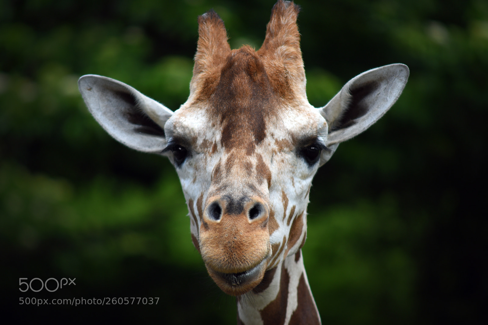 Nikon D750 sample photo. Giraffe photography