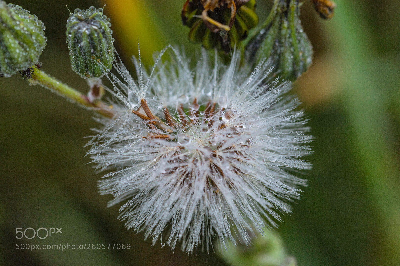 Canon EOS 6D sample photo. Morning  photography