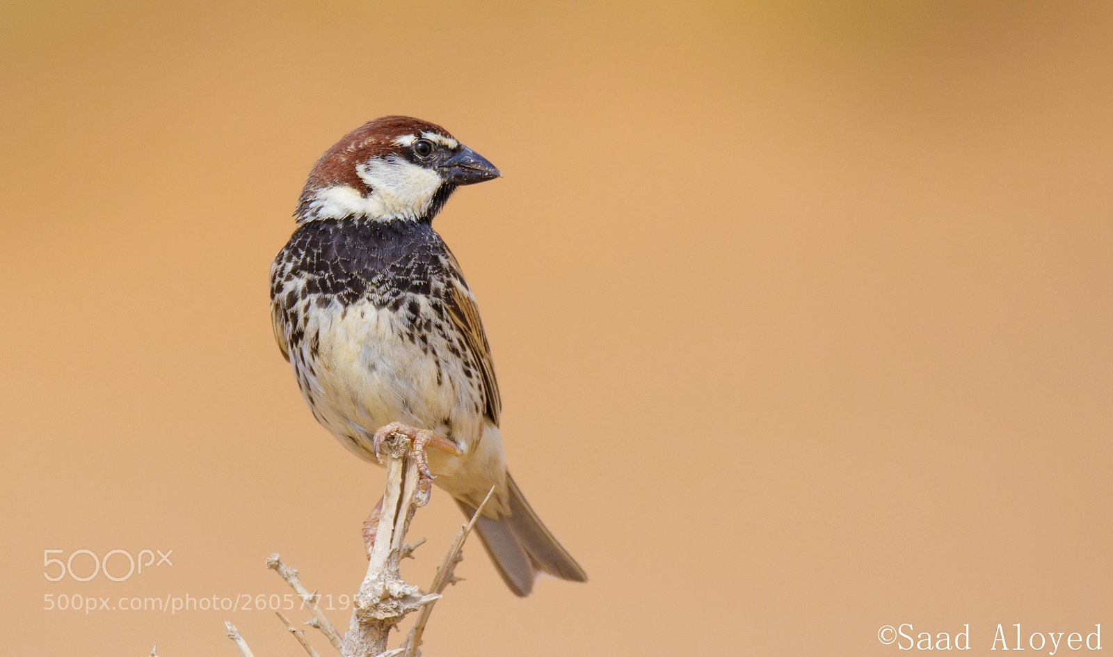 Canon EOS 7D Mark II sample photo. Spanish sparrow العصفور الإسباني photography