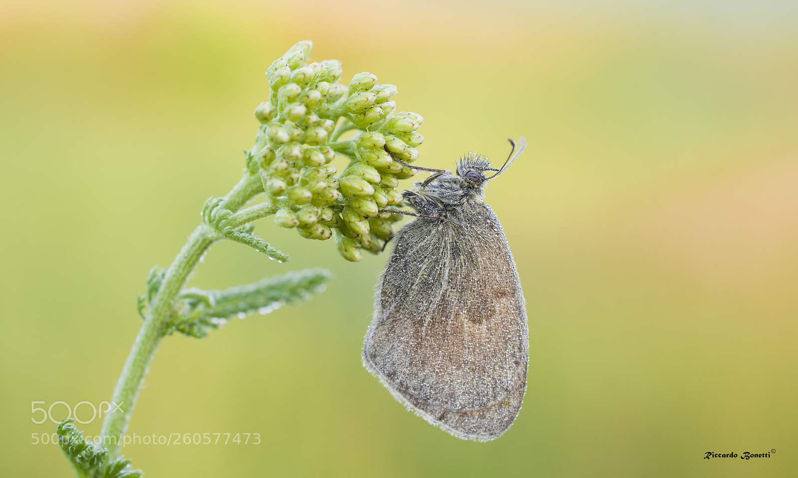 Nikon D7100 sample photo. Butterfly photography