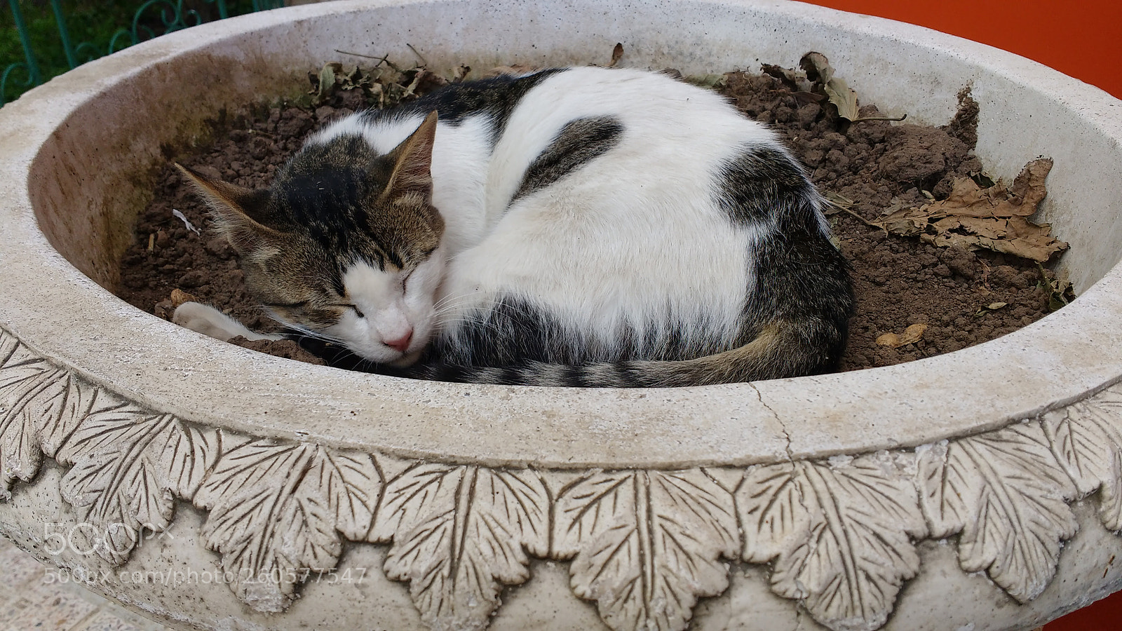 Motorola MotoG3 sample photo. Cat photography