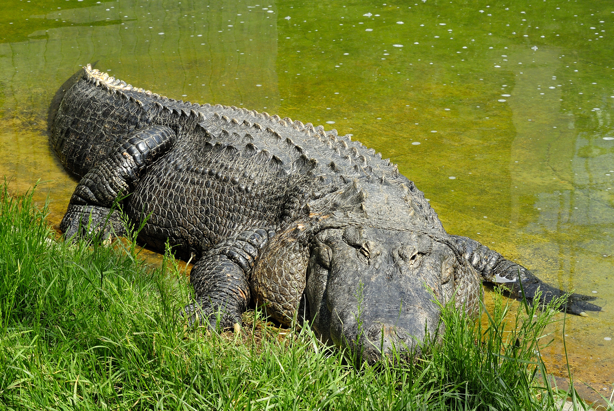 Nikon 1 V1 sample photo. Hi lets swim together !! photography